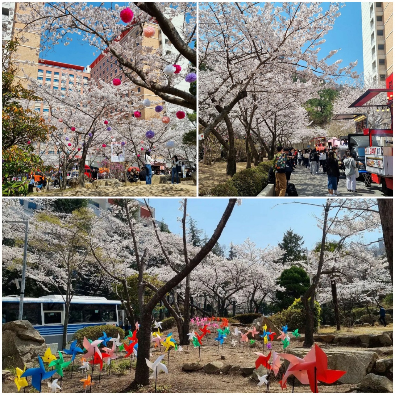 2022 벚꽃축제 캠퍼스 및 혜안지 전경_2